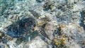 Gili Island - A turtle having a meal on the coral reef Royalty Free Stock Photo