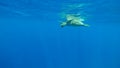 Gili Island - A turtle swiming calmly in the sea Royalty Free Stock Photo