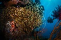 Exploring underwater in the Gili Islands of indonesia