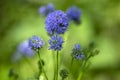 Gilia capitata blue beautiful flowering plant, blue-thimble-flowers in bloom, amazing wildflower