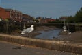 A gull standing on the river`s edge on a sunny day Royalty Free Stock Photo