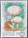 Gilled Mushroom (Agaricus campestris)