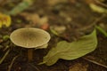 A Gilled Mushroom of Agaricus species