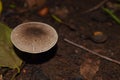 A Gilled Mushroom of Agaricus species