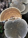 Gilled Polypore Royalty Free Stock Photo