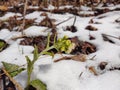 Gilliflower in the grass in the snow during spring flowering. .