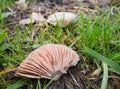 The gills of an agaricus campestris or field mushroom Royalty Free Stock Photo