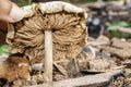 Gills Of Dry Pluteus Petasatus Mushroom
