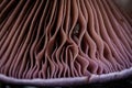 Gills of mushroom