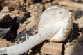 Gills And Stem Of Isolated Mushroom