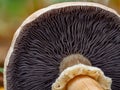 Gills of a Stropharia rugosoannulata lutea mushr