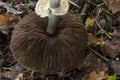 The gills of the toxic  Agaricus placomyces mushroom. Royalty Free Stock Photo