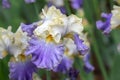 `Gilt Edged Bond` Tall bearded iris. White, blue leaves. Plants in background. Royalty Free Stock Photo