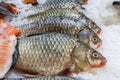 Gilt-head bream on bed of ice Royalty Free Stock Photo