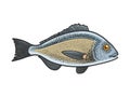 Gilt head bream dorada fish color sketch raster