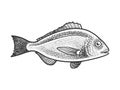 Gilt head bream dorada fish sketch vector