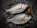 Gilt-head bream (dorade) and rosemary on ice top view.