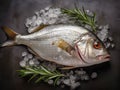 Gilt-head bream (dorade) and rosemary on ice top view.