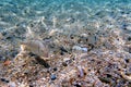 Gilt-head bream Fish, underwater shoot in Mediterranean sea Royalty Free Stock Photo