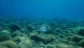 Gilt-head bream, Sparus aurata, udderwater in Aegean Sea, Greece.
