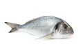 Gilt-head sea bream fish