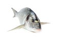 Gilt-head sea bream fish