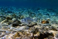 Gilt-head bream Fish, underwater shoot in Mediterranean sea Royalty Free Stock Photo