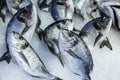 Gilt-head sea bream Sparus aurata or Orata as background