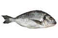 Gilt-head seabream