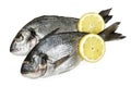 Gilt-head seabream Royalty Free Stock Photo