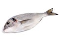 Gilthead Royalty Free Stock Photo