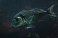 Gilthead bream Sparus aurata. Royalty Free Stock Photo