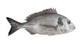 Gilthead Bream Fish