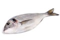 Gilthead (dorade)