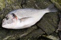 Gilthead Fish and Nori Algae Royalty Free Stock Photo