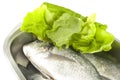Gilthead and salad Royalty Free Stock Photo
