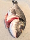 Gilthead Seabream