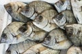 Giltheads bream fish at the market