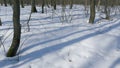 Spring Landscape In Forest. Spring Landscape With Thawed Patches And Melting Snow. Spring Coming. Royalty Free Stock Photo