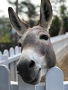 gimme some carrots, donkey said Royalty Free Stock Photo