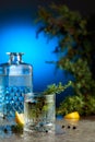 Gin and tonic cocktail with juniper branches and lemon slices Royalty Free Stock Photo