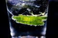 Gin tonic: Macro close up of green cucumber slices with sparkling bubbles and ice cubes in cocktail glass. Black background Royalty Free Stock Photo