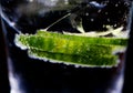 Gin tonic: Macro close up of green cucumber slices with sparkling bubbles and ice cubes in cocktail glass. Black background