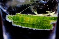 Gin tonic: Macro close up of green raw cucumber slices, sparkling bubbles and ice cubes in cocktail glass. Black background Royalty Free Stock Photo