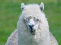 Woolly Alpaca having a chew