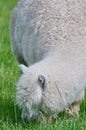 Woolly Alpaca nibbling in the grass