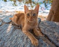 Ginder striped young undomesticated cat