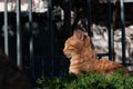 A ginger, adult feral cat finds a cozy spot of sunshine for a morning siesta Royalty Free Stock Photo