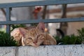 A ginger, adult feral cat peers out from under a railing during an afternoon siesta