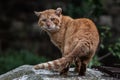 Ginger, adult, feral street cat with ears pulled back in response to a threat of danger